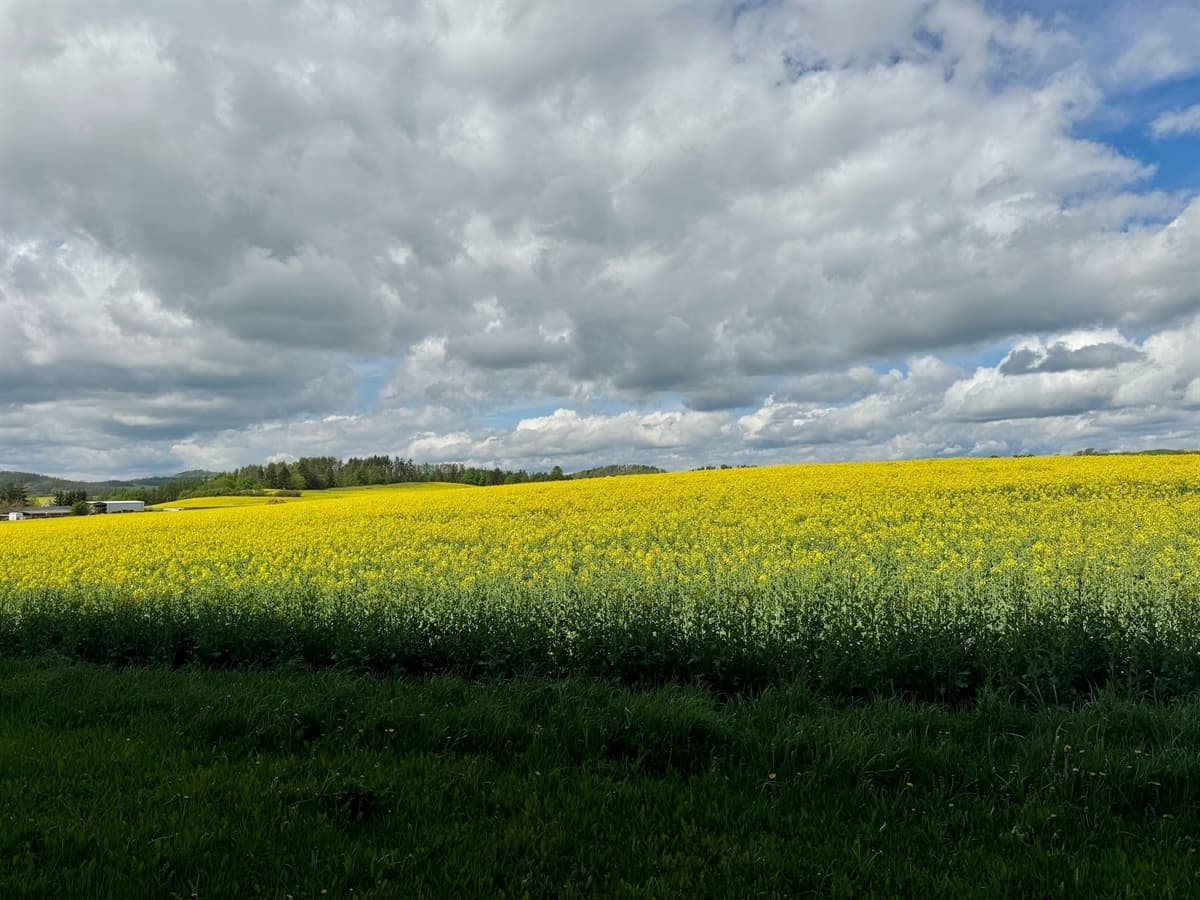 Wunderschöner Ausblick ins Grüne - Ansicht 2